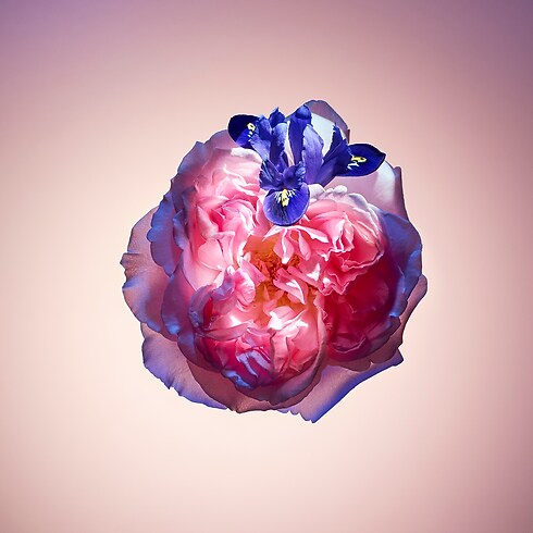 Rose des Vents Duft in Düfte und Kosmetik's Highlights Geschenke zum Valentinstag collections by Louis Vuitton (Zoom)